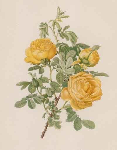 English Rose by English School